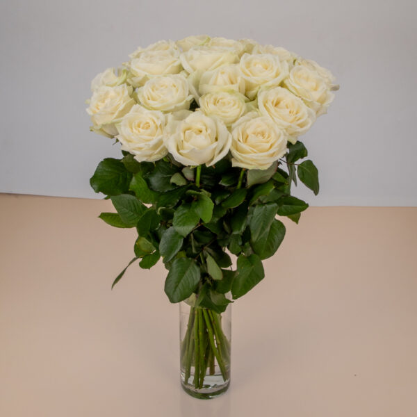 Roses Blanches