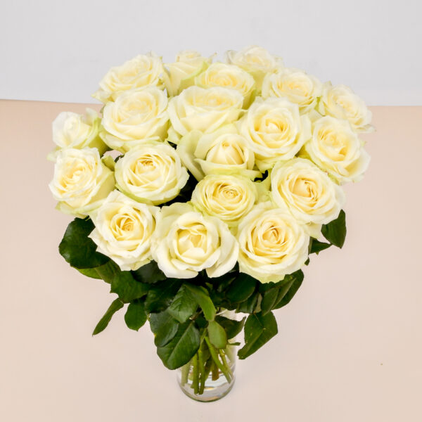 Roses Blanches – Image 5