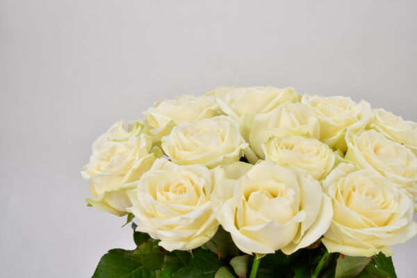 Roses Blanches – Image 4